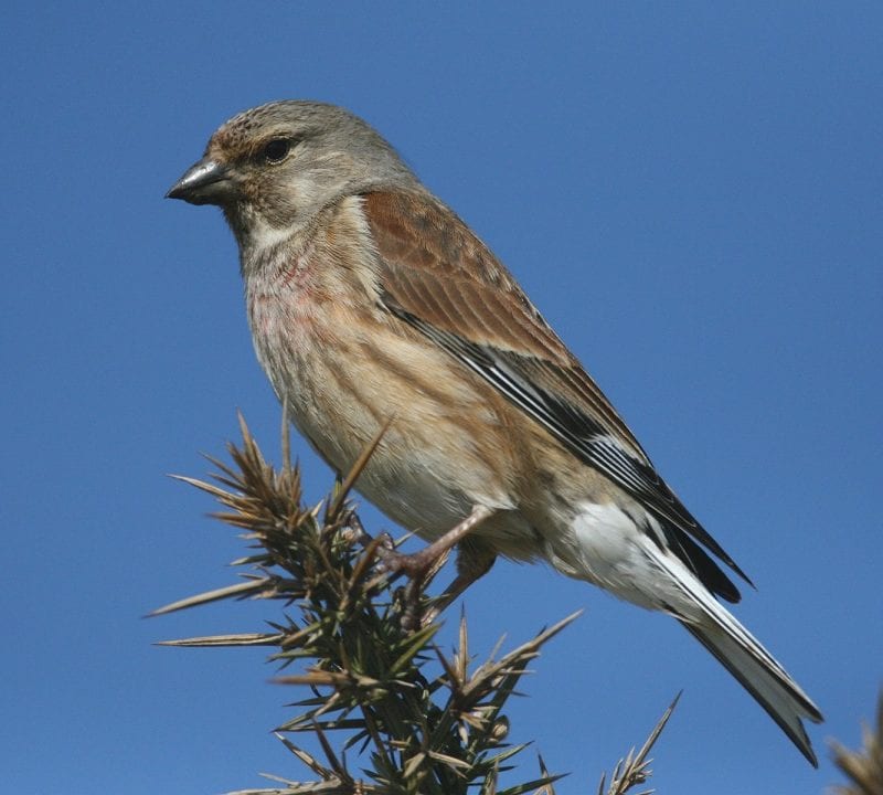 linnet-close-up-perched-on-gorse