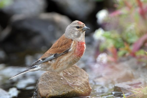 linnet-summer-plumage-red-breast