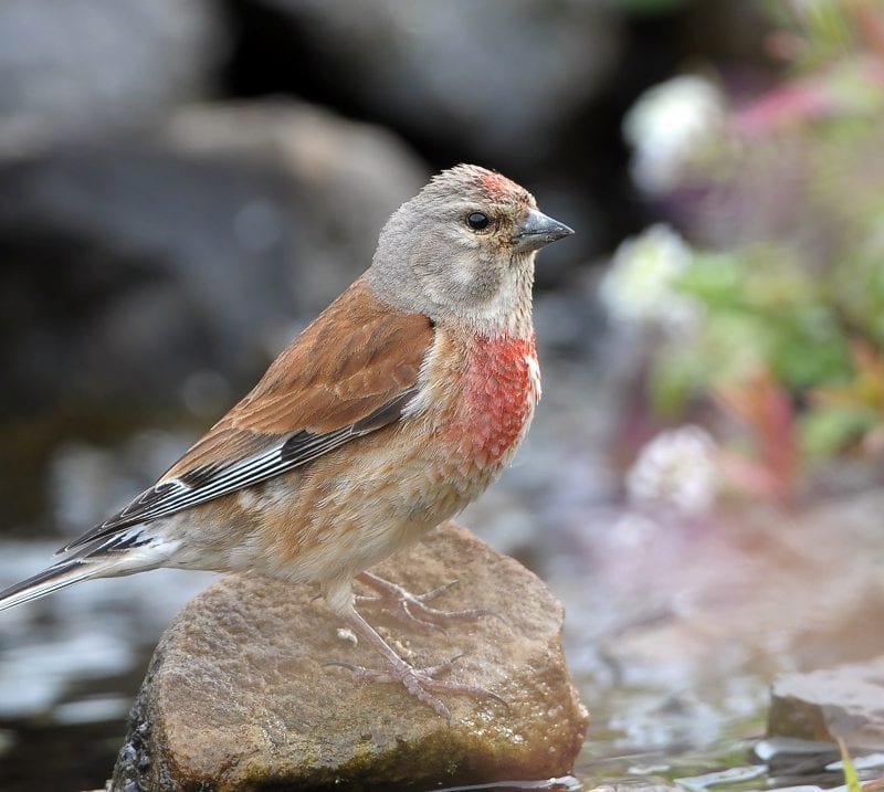 linnet-summer-plumage-red-breast