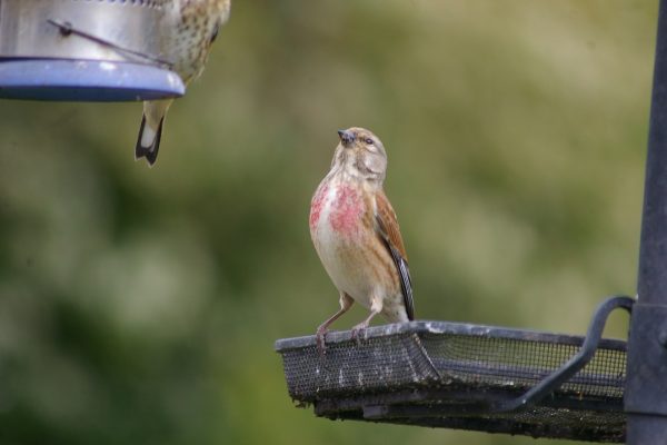 linnet-peering-up-to-garden-feeder