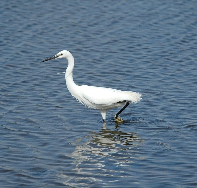 little-egret-wading