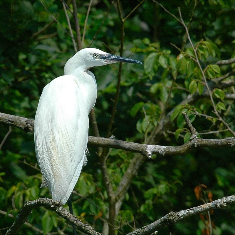 little-egret-perched-in-tree