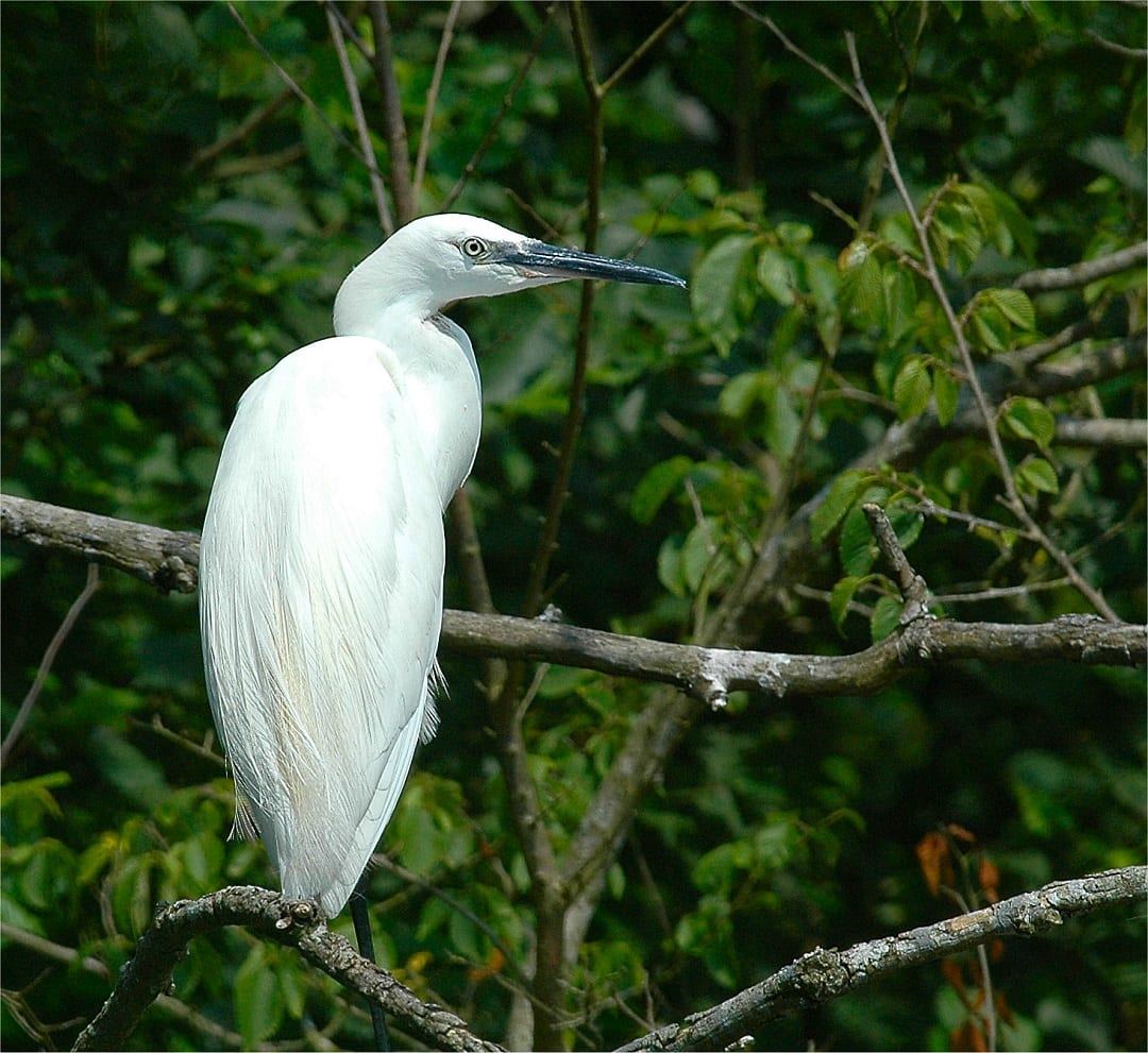 little-egret-perched-in-tree