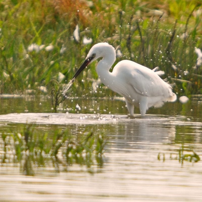 little-egret-catching-fish-prey