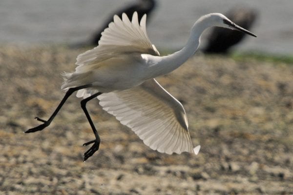 little-egret-coming-in-to-land