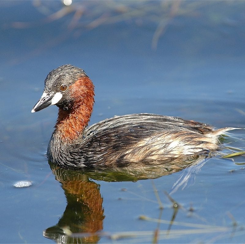 little-grebe-on-water