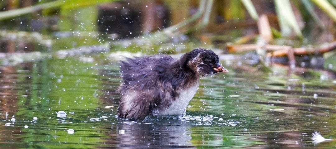 little-grebe-chick-shaking-water-from-plumage