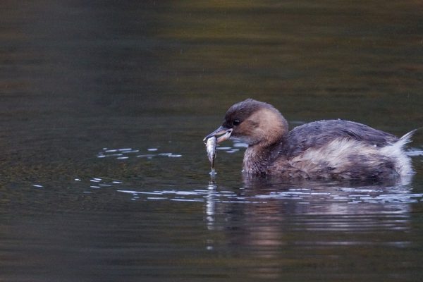 little-grebe-in-winter-plumage-with-fish-prey