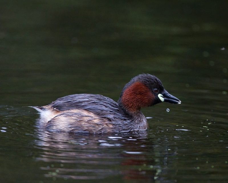 little-grebe-hunting