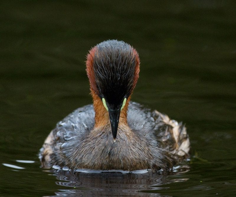 little-grebe-close-up-front-profile