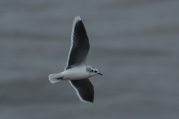 little-gull-in-flight