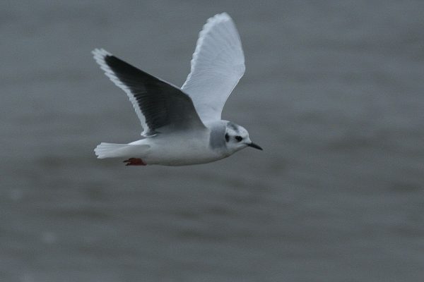 little-gull-in-flight