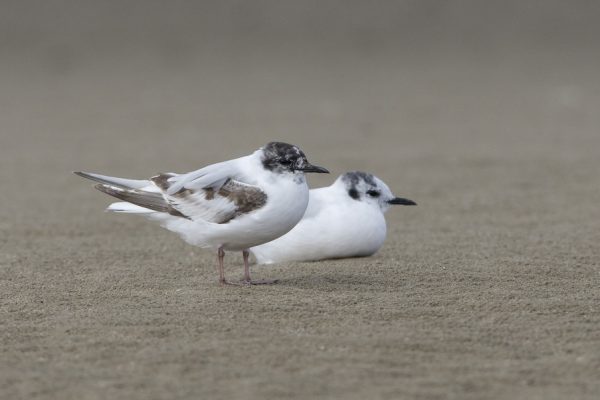 little-gull-pair-resting-on-beach