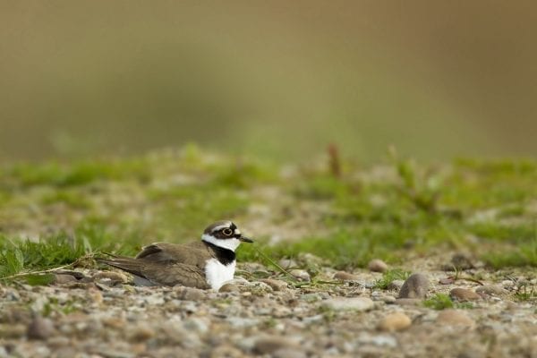 Little ringed plover sitting on nest, Langford Lowfields RSPB reserve, Nottingham, May