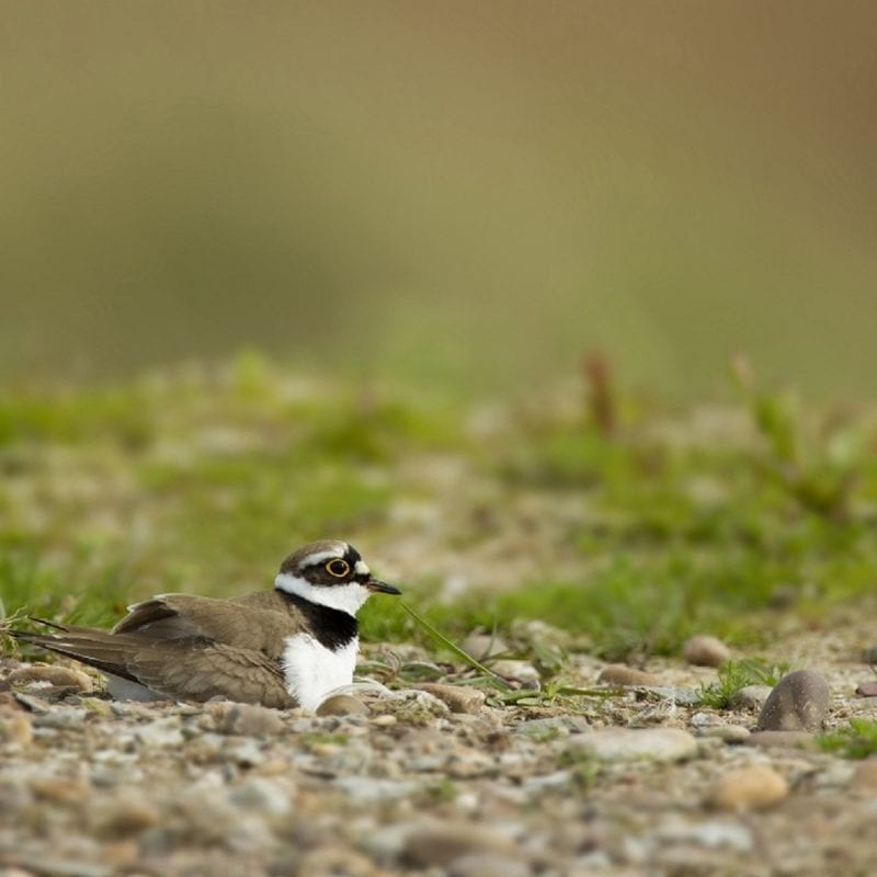 Little ringed plover sitting on nest, Langford Lowfields RSPB reserve, Nottingham, May
