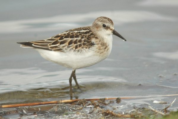 little-stint-wading-at-waters-edge