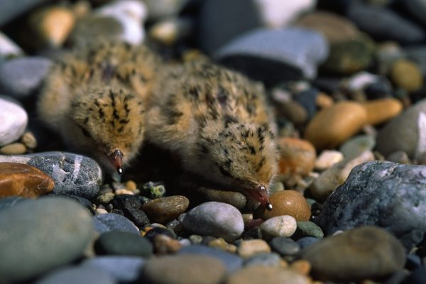 two-little-tern-chicks-in-cobble-scrape