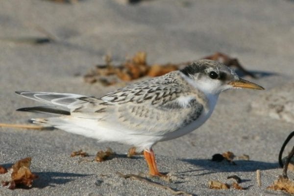 little-tern-fledgling-standing-on-sandy-beach