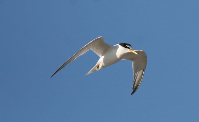 litte-tern-in-flight-blue-sky-background
