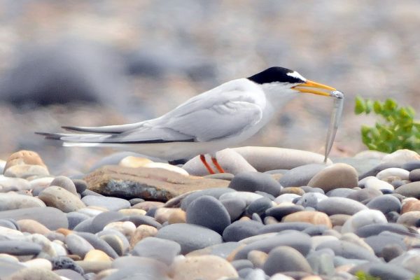 little-tern-on-cobbled-beach-with-fish-prey-in-beak