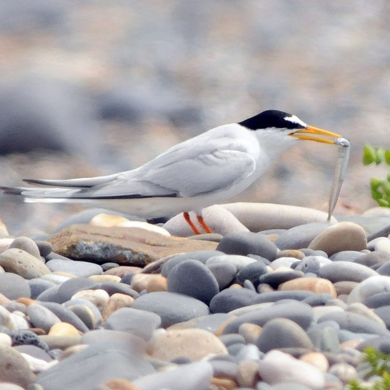 little-tern-on-cobbled-beach-with-fish-prey-in-beak