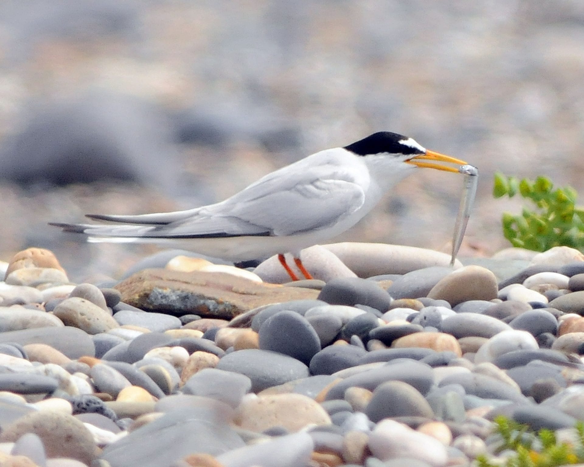 little-tern-on-cobbled-beach-with-fish-prey-in-beak