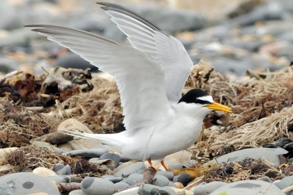 little-tern-wings-stretched-on-seashore