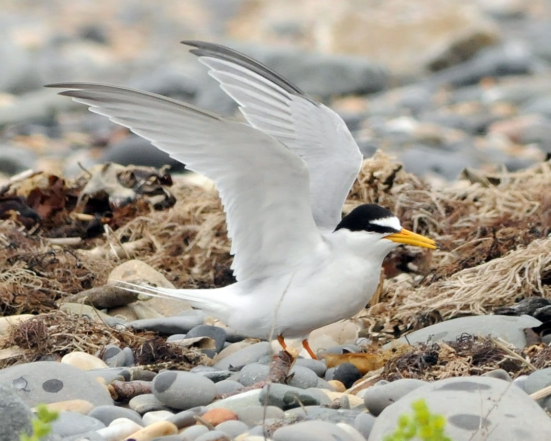 little-tern-wings-stretched-on-seashore