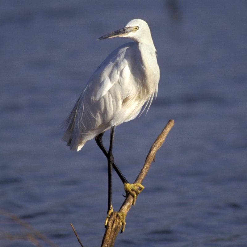 little-egret-perched-on-goa-branch