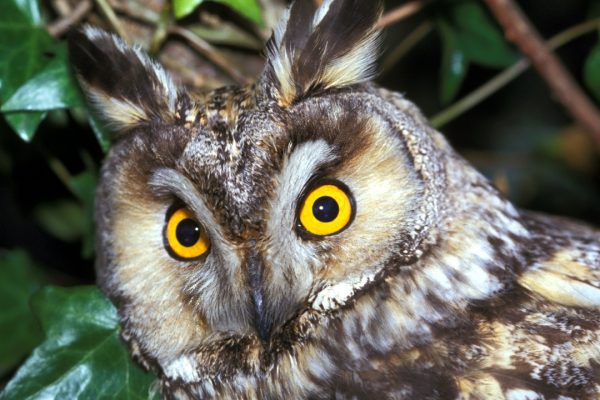 long-eared-owl-close-up-bright-yellow-eyes-staring