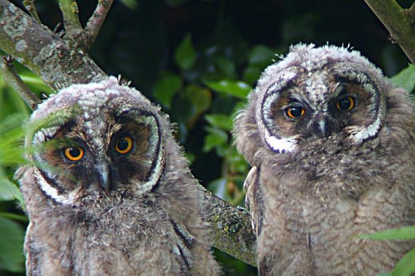 long-eared-owl-chicks-side-by-side-in-tree