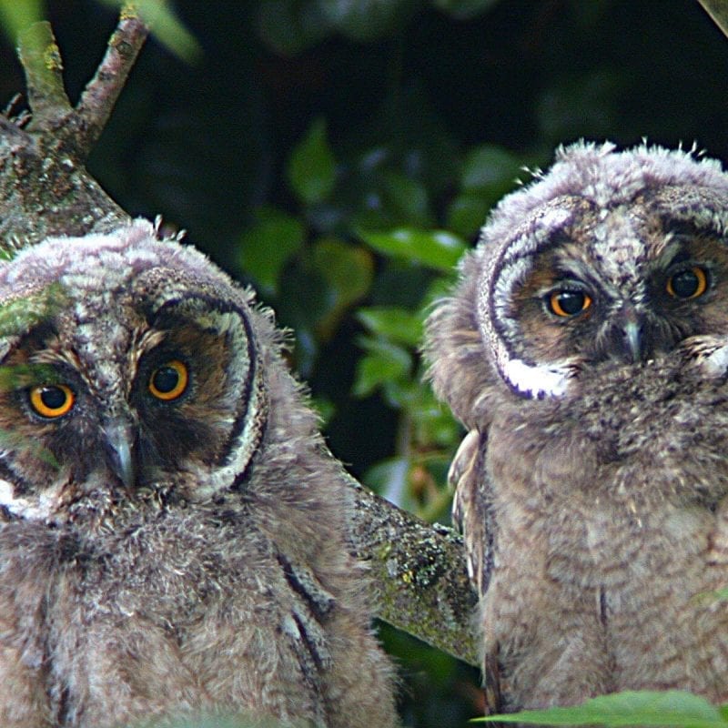 long-eared-owl-chicks-side-by-side-in-tree