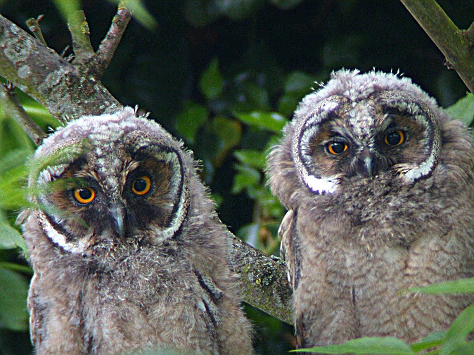 long-eared-owl-chicks-side-by-side-in-tree