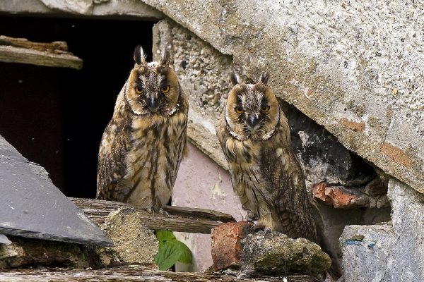 long-eared-owl-pair-sitting-in-roof-hole