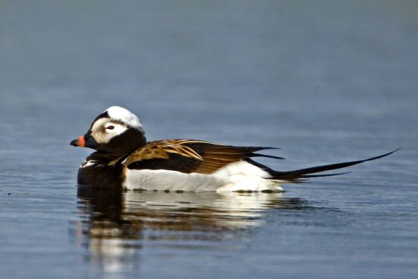 long-tailed-duck-swimming