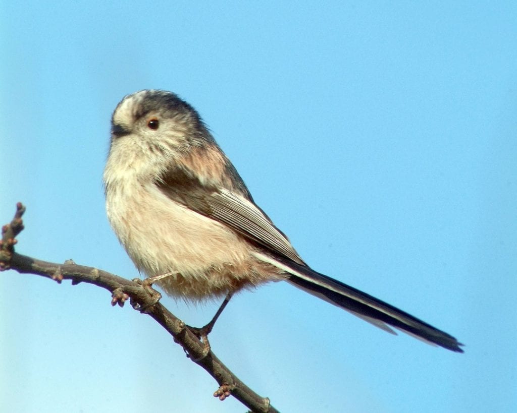 CBS Bird Songs and Calls - BirdWatch Ireland