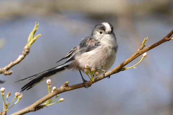 long-tailed-tit