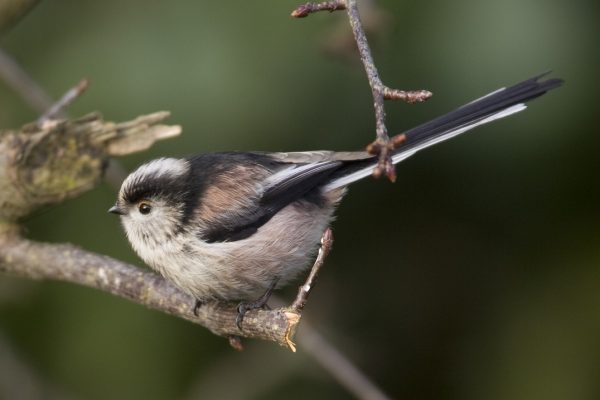 long-tailed-tit