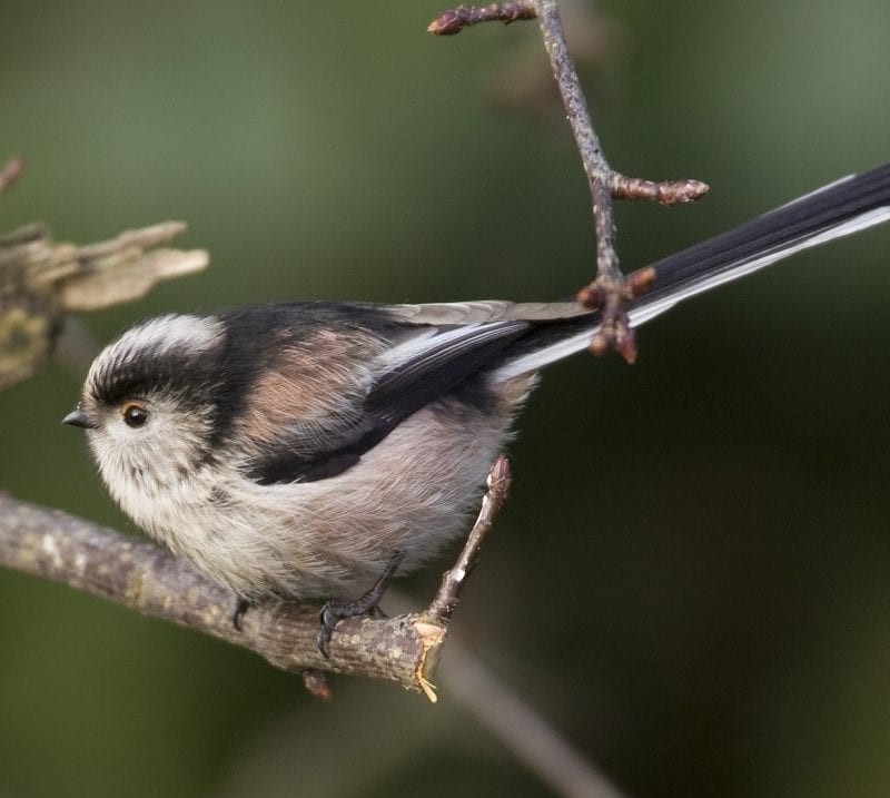 long-tailed-tit
