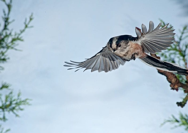 long-tailed-tit-in-flight