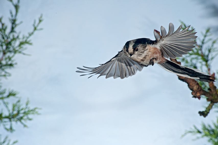 long-tailed-tit-in-flight