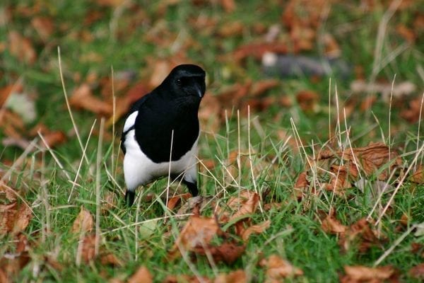 magpie-standing-in-leaf-litter-searching-for-insects