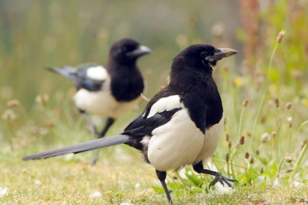 two-magpies-marching-across-dry-grassland