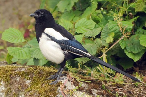 magpie-standing-on-moss-covered-rock