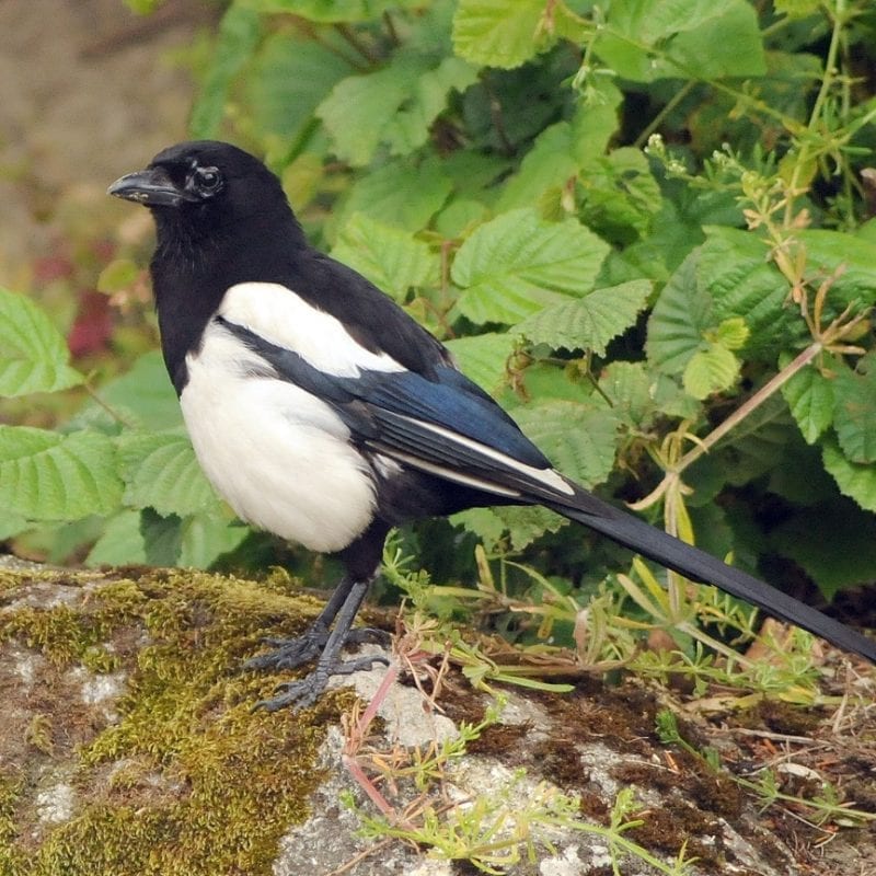 magpie-standing-on-moss-covered-rock