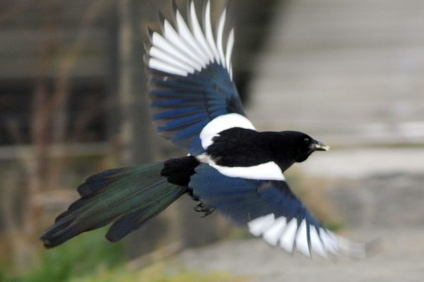 magpie-in-flight