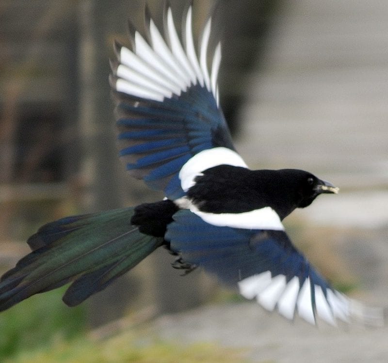 magpie-in-flight