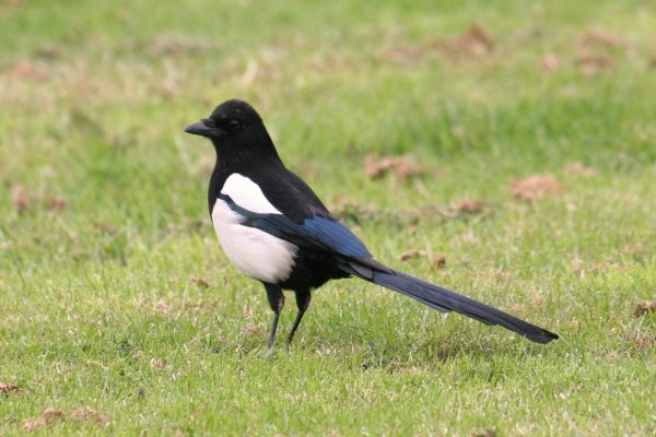 magpie-standing-in-green-grass