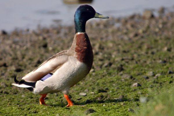 mallard-drake-wlaking-on-shore