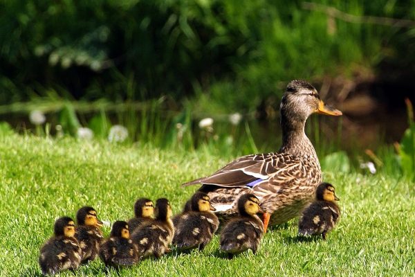 mallard-duck-with-chicks-following